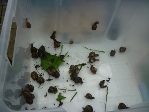 All snails were successfully rehomed