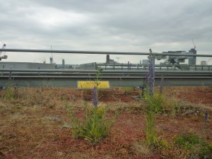 Eversheds' sedum roof