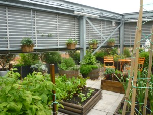 Eversheds Vegetable Garden