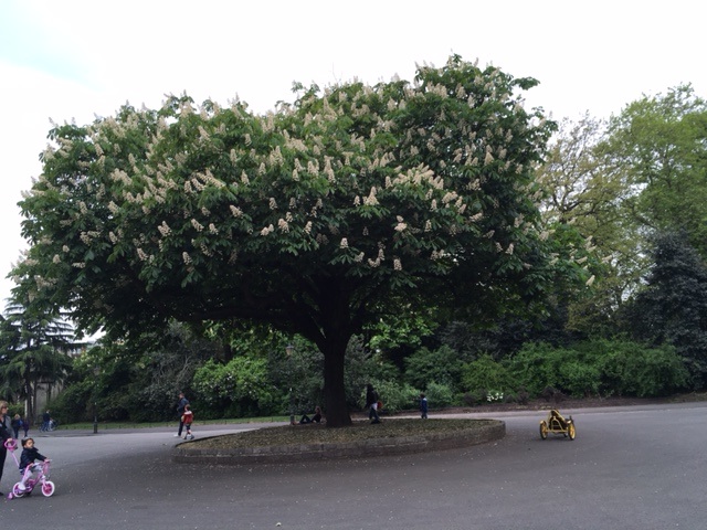 Horse Chestnut