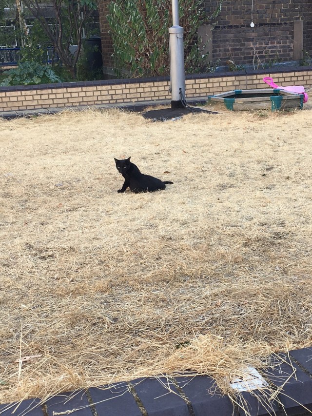Black cat dead lawn over shoulder