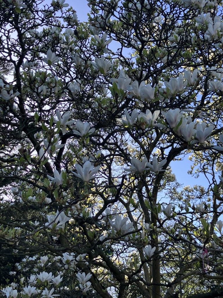 A gallery of photos: 1. A photo of the copy of a tree with white star-shaped magnolia flowers. 2. Close up of purple goblet-shaped flowers 3. Section of tree with abundant white magnolia flowers. 4. Magnolia petals on a pavement. 5. Photo looking up into a canopy of pale pink magnolia flowers