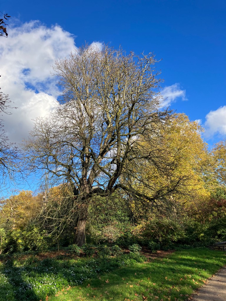 A leafless tree in Battersea Park's Winter Garden